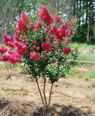 درختچه توری